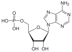 Skeletal formula of AMP