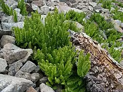 growing on serpentine rock