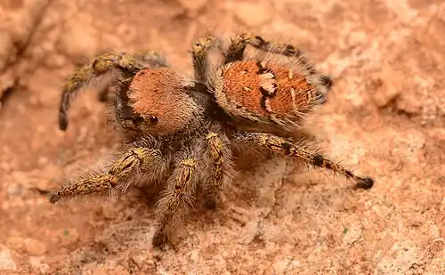 Adult female Phidippus carolinensis dorsal