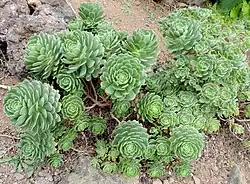 Aeonium castello-paivae
