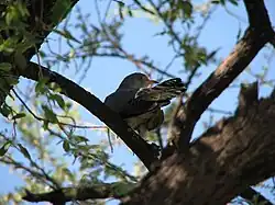 African cuckoo