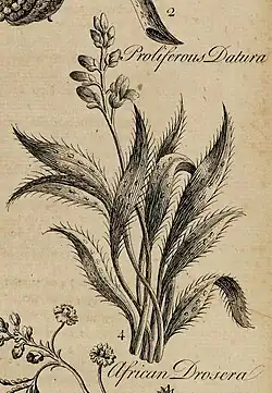 An inaccurate engraving labelled 'African Drosera' showing a plant with pointed, hairy leaves and a symmetrical flower scape