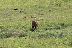 An egret sat on top of a forest buffalo