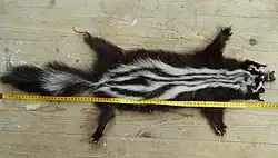 Skin of an animal with black fur and white stripes laid on a table with a measuring tape placed near it