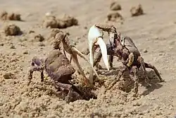 two male Afruca tangeri crabs