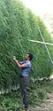 Agriculturist Zahoor Ahmed Reshi working at a Mushqbudji rice vertical farm