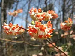 Edgeworthia chrysantha, native to China