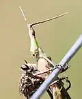 Alcimus with grasshopper prey