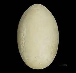 Egg
