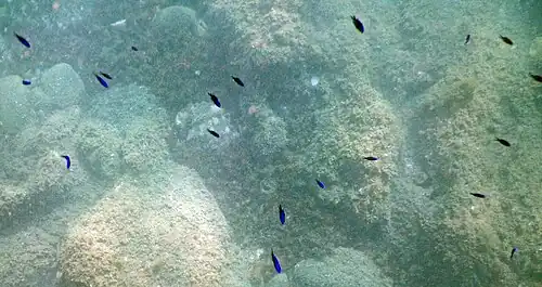 Juveniles in Argelès-sur-Mer, France