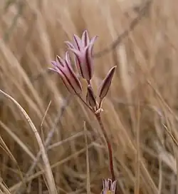 "Allium lojaconoi" found at the Dingli Cliffs in Malta