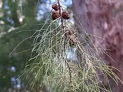 Branchlets and mature cones