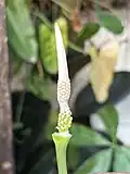 Alocasia boyceana flower
