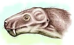 Alopsaurus