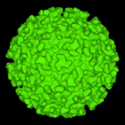 A computer-generated model of the surface of an "Alphavirus" derived by cryoelectron microscopy. The spike-like structures on the virion surface are trimers composed of heterodimers of the virion surface glycoproteins E1 and E2. These spikes are used by the virus to attach to susceptible animal cells
