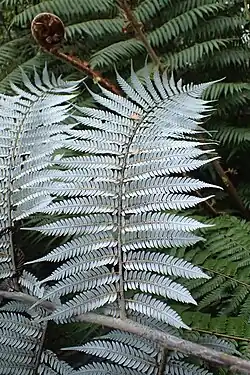 The silver-white underside of a much divided compound leaf. The main stem at the bottom of the image is quite thick and green-brown under the white coating. A smaller division, called a pinnae for its resemblance to a feather, is centered in the photograph. Even smaller pinnae are attached alternately to either side of the leaf stem, each with numerous leaflets, classic fern frond. Behind the upturned leaf there is a background of more fern leaves and an unfurling fiddlehead of a new leaf that is still quite brown and fuzzy.