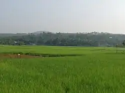 Paddyfields in Pulikkal