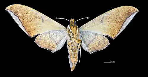 Female ventral view (coll. MHNT)
