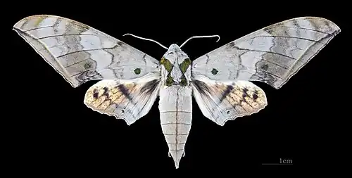 Male dorsal view (coll. MHNT)