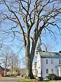 American elm, Old Deerfield, Massachusetts (2011). Girth was 19.3 ft at 4.5 ft above ground; height 106.8  ft; avg. crown spread 105 ft. This tree died in 2017.