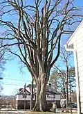 "The Grayson Elm" in Amherst, Massachusetts, in winter. American elm, Massachusetts (2013), with octopus-like limbs. Girth 17 ft; height 80 ft.