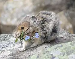Brown and gray pika carrying flowers in its mouth