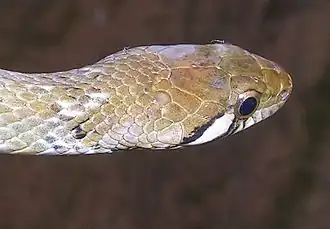 Head