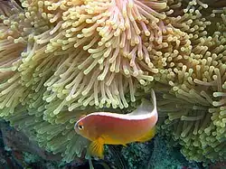 A. akallopisos (skunk anemonefish) lacks a white head bar.