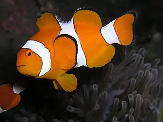 Clownfish with three vertical bars