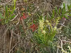 Mistletoe (Amyema gaudichaudii) on M. decora