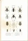 Plate 5 from: C.J.-B. Amyot and J. G. Audinet-Serville (1843). Histoire naturelle des insectes. Hémiptères. Paris, Librairie encyclopédique de Roret.