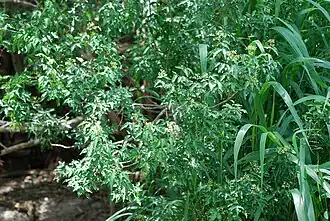 Texas torchwood (Amyris texana) observed in Hidalgo County, Texas. Photo by Douglas Goldman.