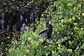 An anhinga perches among the branches above the water.