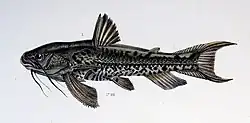Drawing of Anadoras weddellii fish.