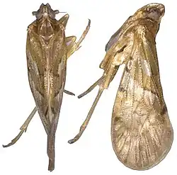 Andixius trifurcus