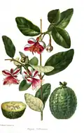 Feijoa sellowania