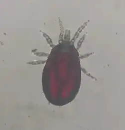 Androlaelaps fahrenholzi