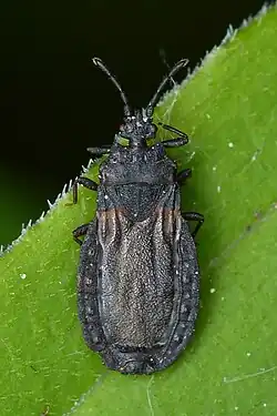 Colour photograph of a Aneurus inconstans flat bug on a leaf