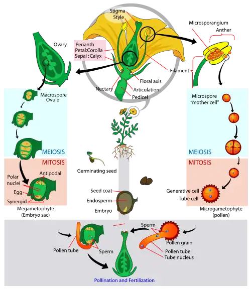 Angiosperm life cycle