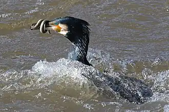 With a European eel, in England