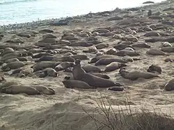 Elephant seals at Año Nuevo during the mating season in early February