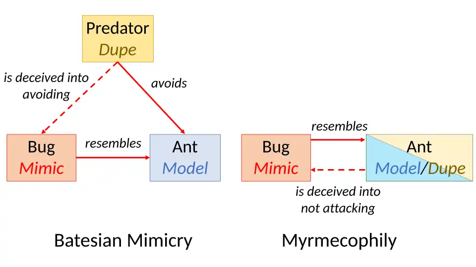 Batesian mimicry versus myrmecophily as other species mimic ants