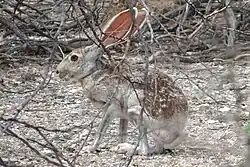 A photo of an antelope jackrabbit under brambles
