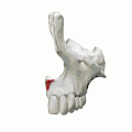 Left maxilla. Anterior nasal spine shown in red.