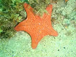 Anthaster valvulatus