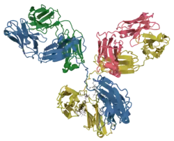 Model of an antibody showing beta strands