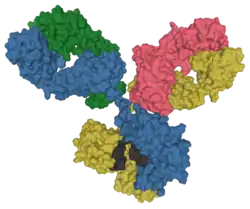 Surface model of an antibody at the molecular level