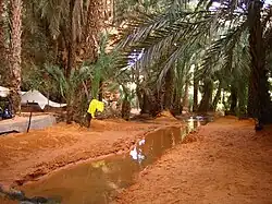 Trees surround a small creek in Aoujeft