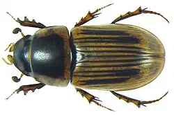 Neocalaphodius moestus