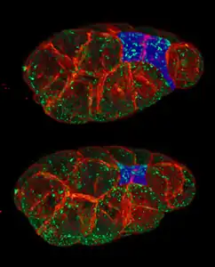 apical constriction in C. elegans